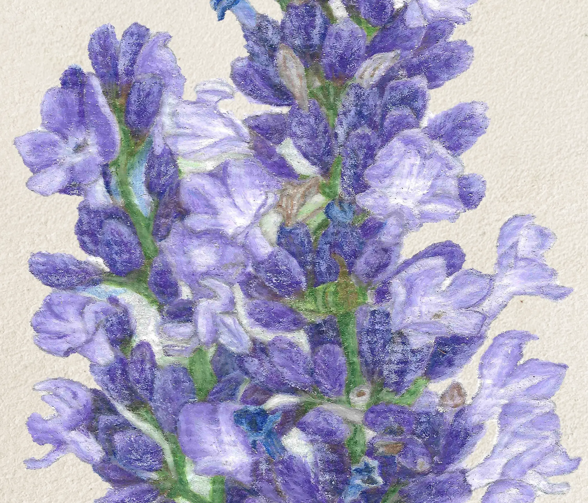lavanda detalle