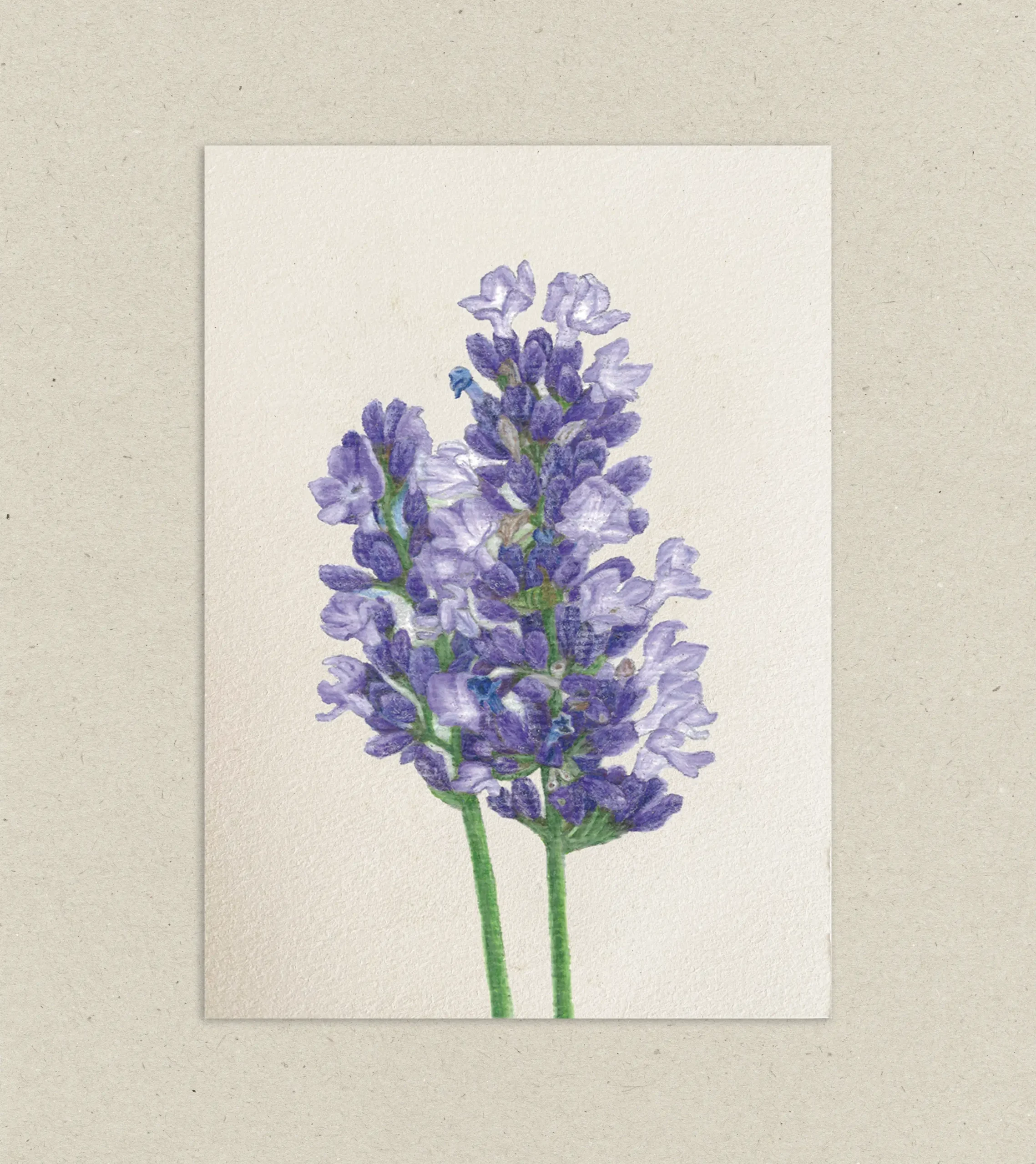 lavanda print
