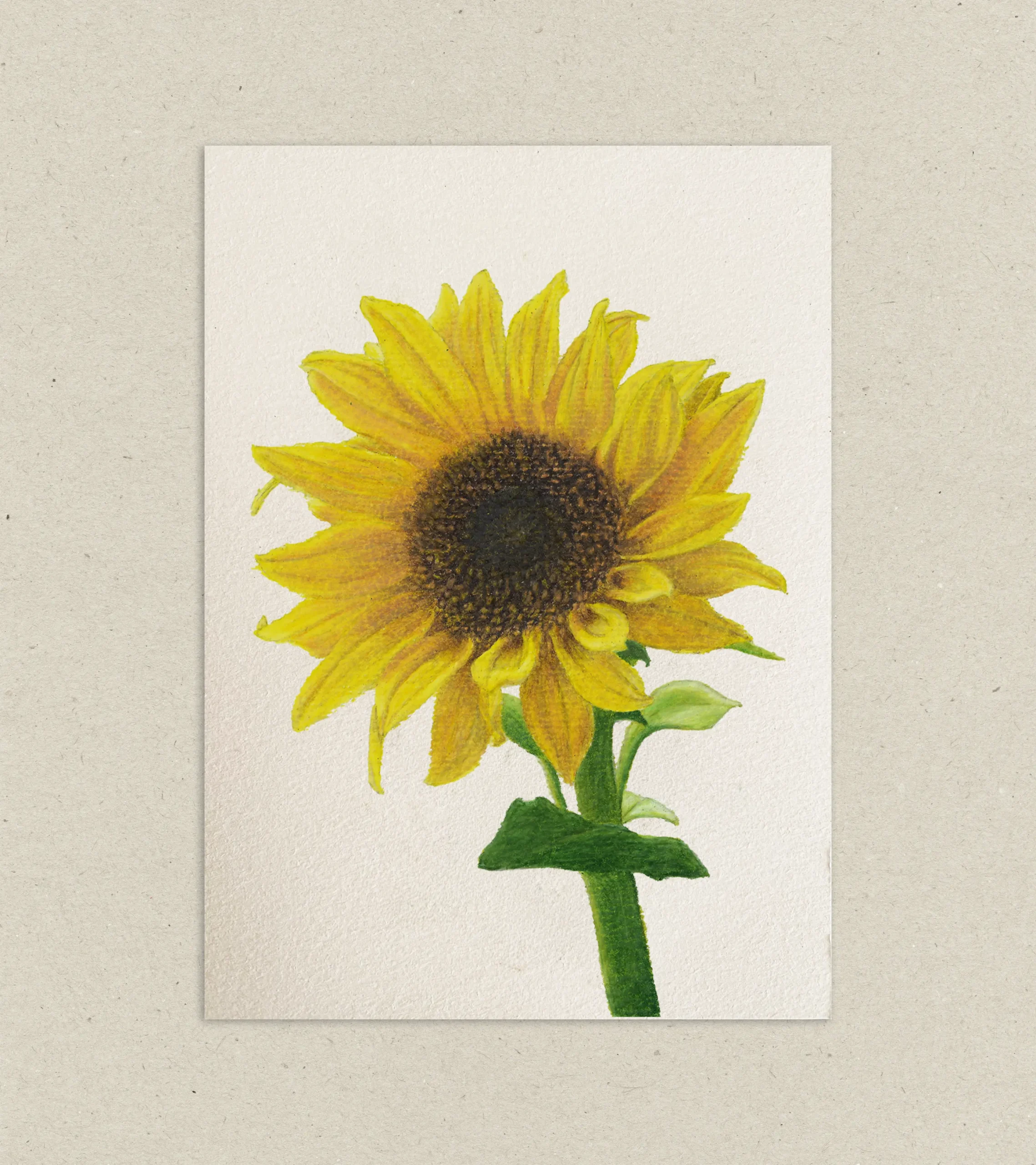 girasol-1
