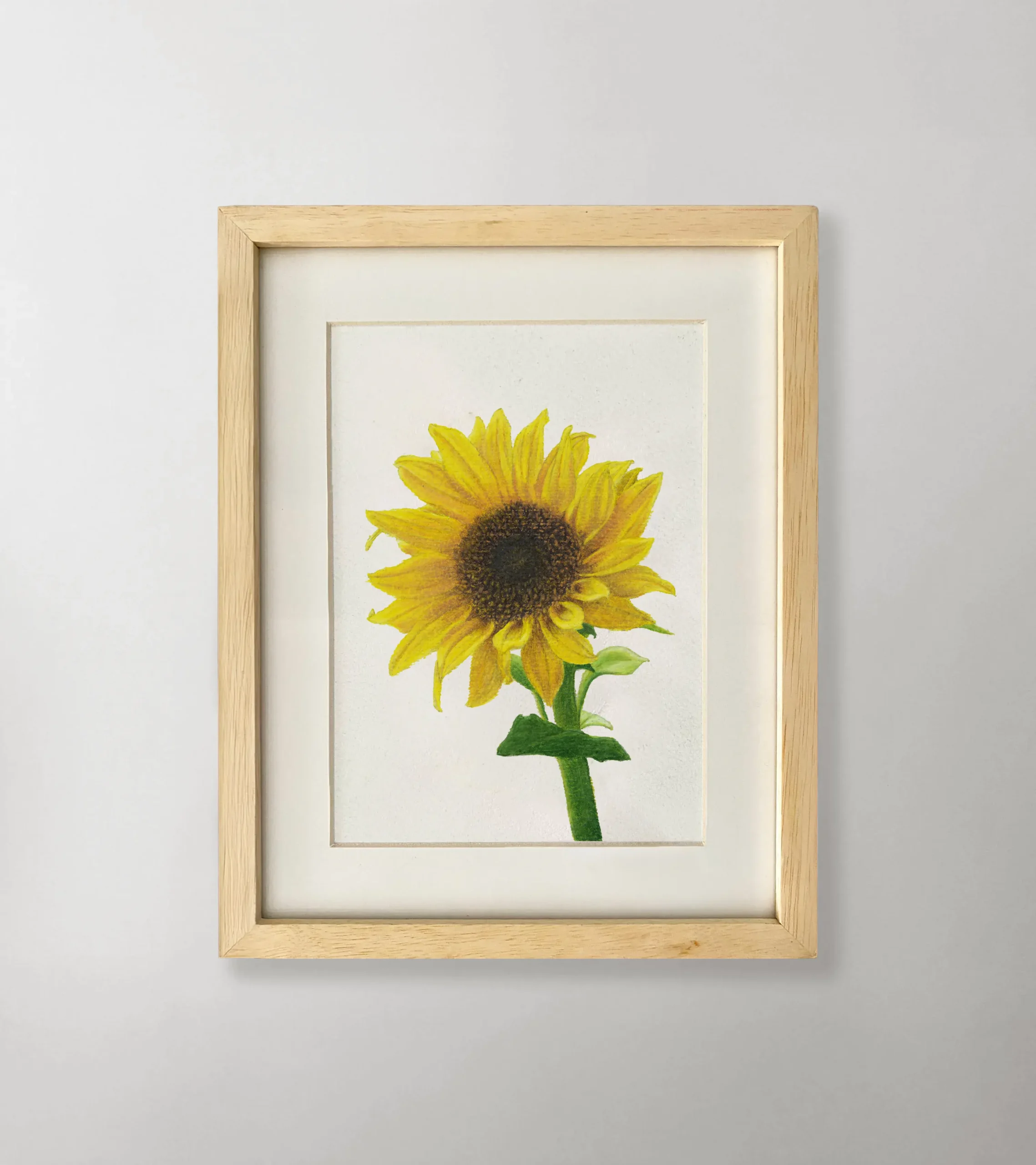 girasol-2
