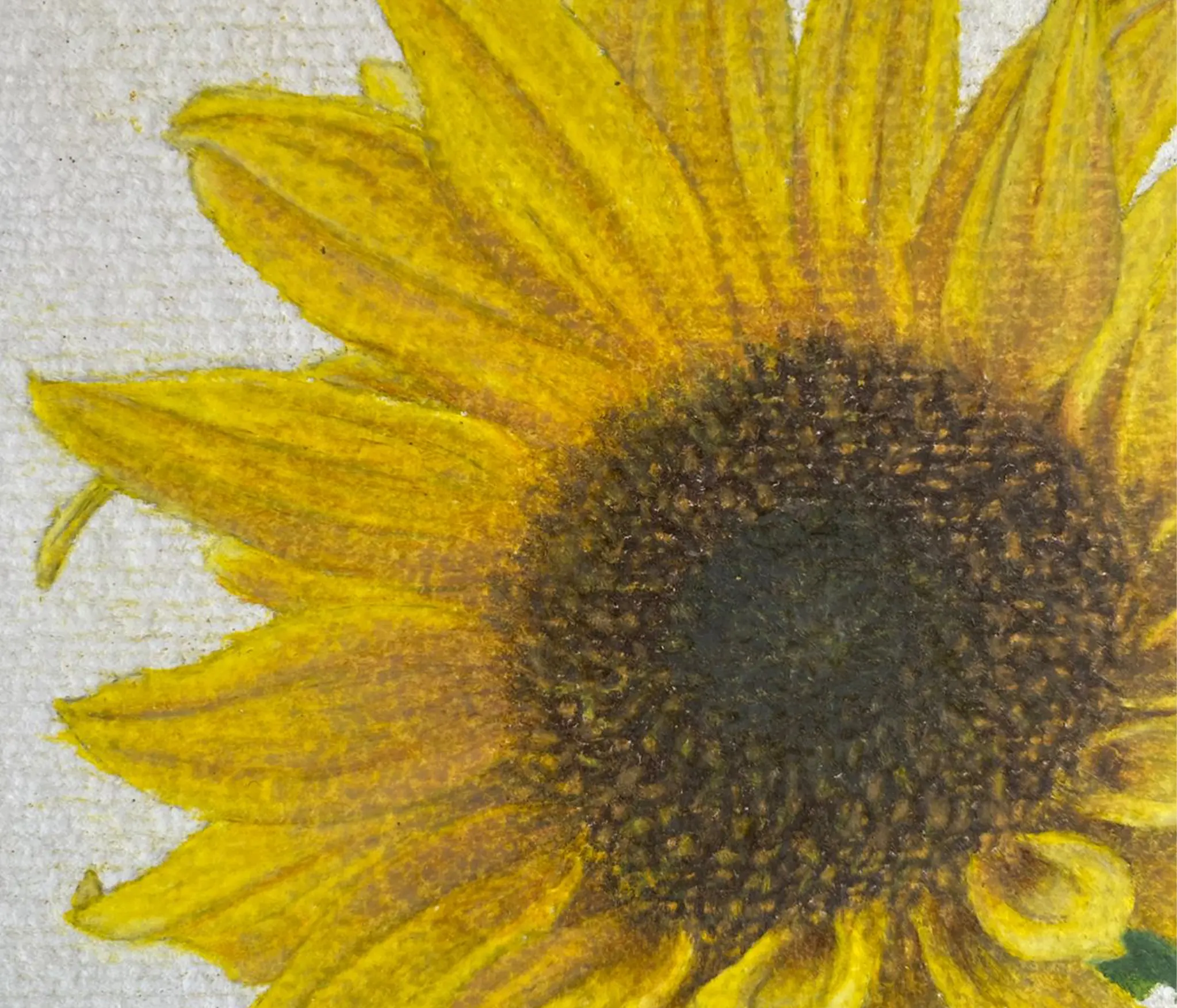 girasol detalle