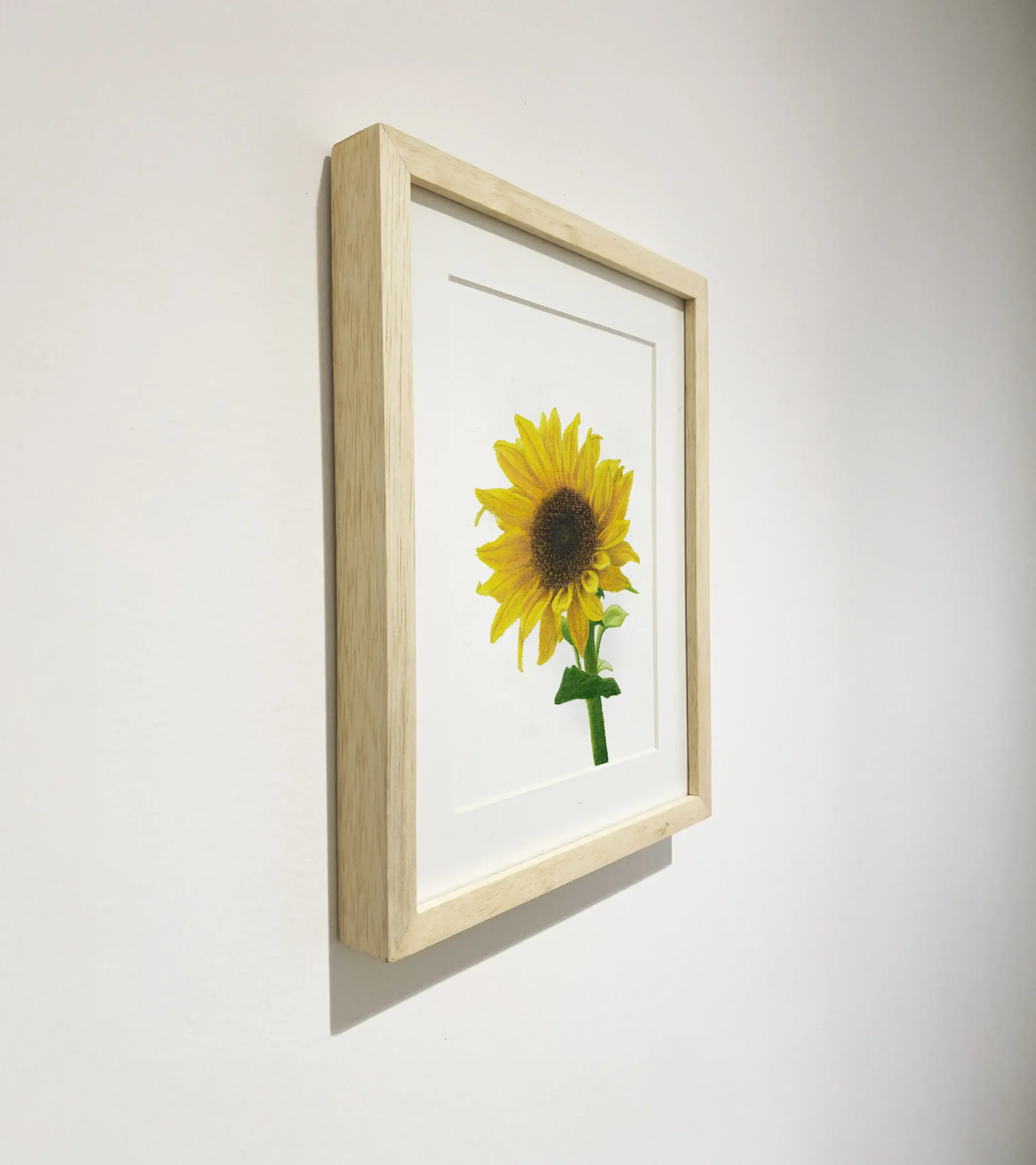girasol-2